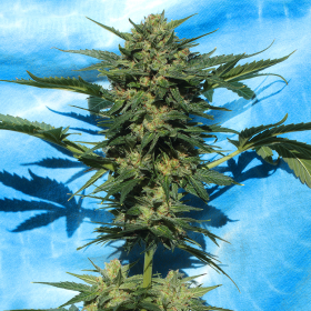 Auto White Russian - SERIOUS SEEDS | TanieSianie.pl