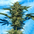 Auto White Russian - SERIOUS SEEDS