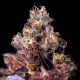 Soda Rose Auto - ANESIA SEEDS