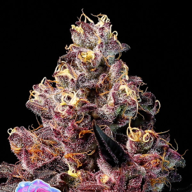 Soda Rose Auto - ANESIA SEEDS