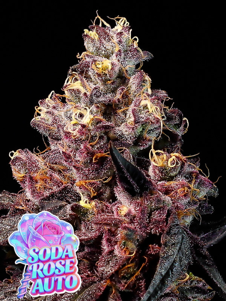 Soda Rose Auto - ANESIA SEEDS