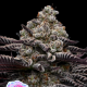 Rose Soda - ANESIA SEEDS