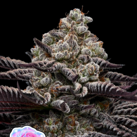 Rose Soda - ANESIA SEEDS