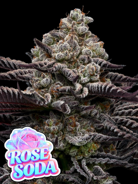 Rose Soda - ANESIA SEEDS