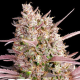 Red Line - ANESIA SEEDS