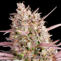 Red Line - ANESIA SEEDS