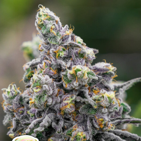 Pistachio Snow Cream - ANESIA SEEDS