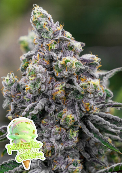 Pistachio Snow Cream - ANESIA SEEDS
