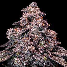 Mangosteen Glitch Auto - ANESIA SEEDS