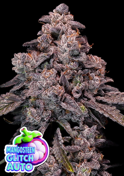 Mangosteen Glitch Auto - ANESIA SEEDS