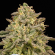 Iced Lemon Watermelon - ANESIA SEEDS