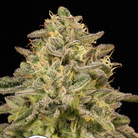 Iced Lemon Watermelon - ANESIA SEEDS