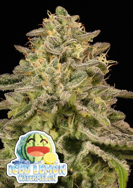 Iced Lemon Watermelon - ANESIA SEEDS