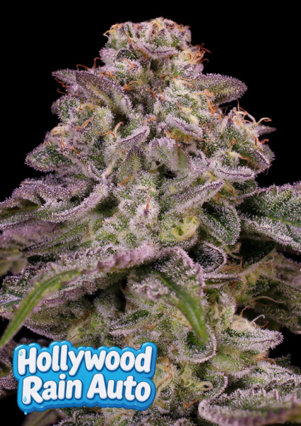 Hollywood Rain Auto - ANESIA SEEDS