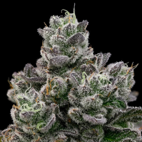 Hollywood Rain - ANESIA SEEDS