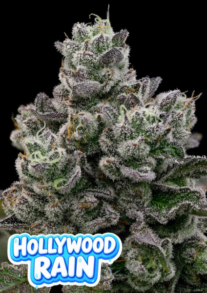 Hollywood Rain - ANESIA SEEDS