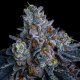 Giga Brain Auto - ANESIA SEEDS