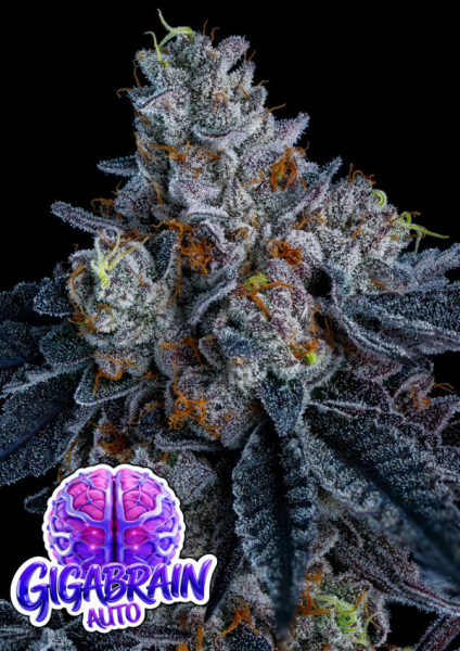 Giga Brain Auto - ANESIA SEEDS