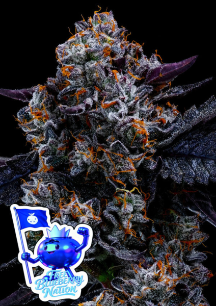 Free Blueberry Nation - ANESIA SEEDS
