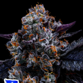 Free Blueberry Nation - ANESIA SEEDS