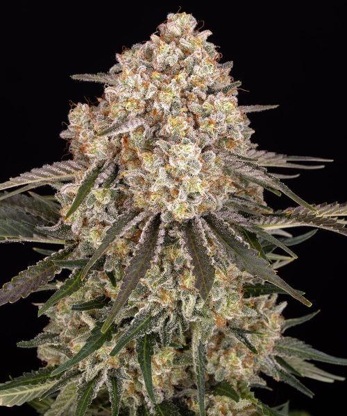 AK-47 - BARNEY'S FARM