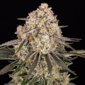 AK-47 - BARNEY'S FARM