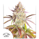 Fruit Bomb Punch - DUTCH PASSION