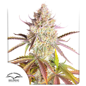 Fruit Bomb Punch - DUTCH PASSION