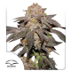 Kingston Punch - DUTCH PASSION