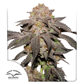 Kingston Punch - DUTCH PASSION