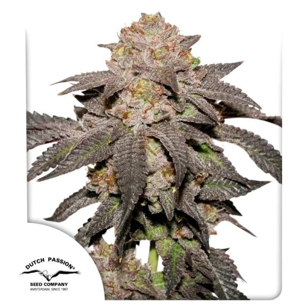 Kingston Punch - DUTCH PASSION