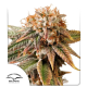 Kingston Punch Auto - DUTCH PASSION