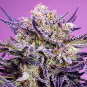Pink Guava F1 Fast Version - SWEET SEEDS