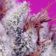 Pink Guava F1 Fast Version - SWEET SEEDS