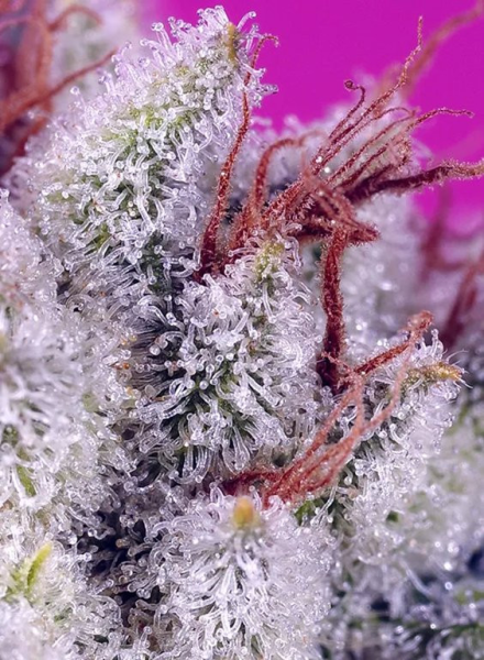 Pink Guava F1 Fast Version - SWEET SEEDS