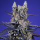 Delicious & Resinous Mix - SWEET SEEDS