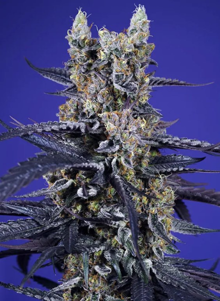 Delicious & Resinous Mix - SWEET SEEDS