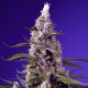 American Pie Mix - SWEET SEEDS