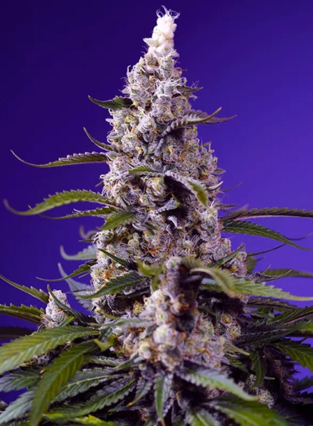 American Pie Mix - SWEET SEEDS