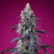 American Pie Mix - SWEET SEEDS