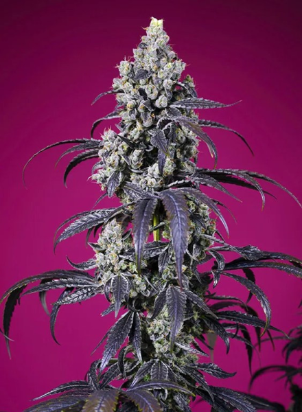 American Pie Mix - SWEET SEEDS