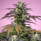Terp Explosion Mix - SWEET SEEDS