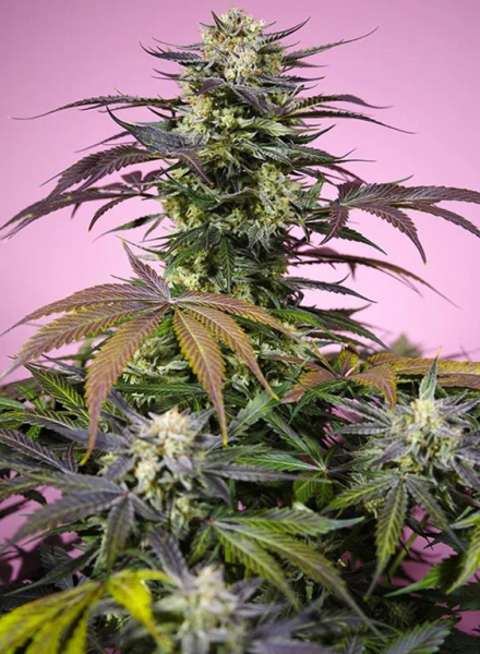 Terp Explosion Mix - SWEET SEEDS