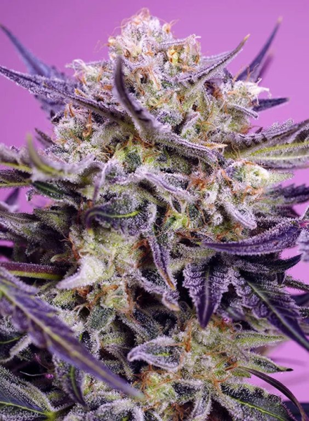 Terp Explosion Mix - SWEET SEEDS