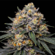 Blue Cookies Fast Version