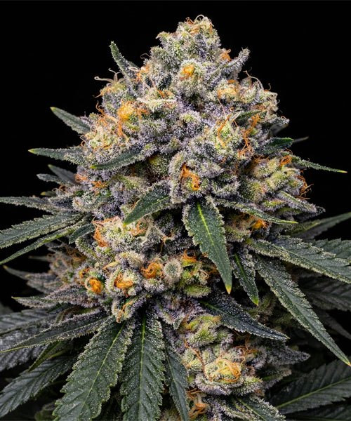 Blue Cookies Fast Version