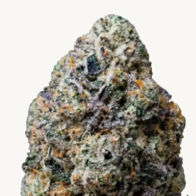 Gary Sherbet - FASTBUDS