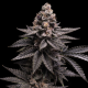 Tropicana Cookies Fast Version