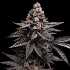 Tropicana Cookies Fast Version