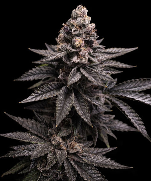 Tropicana Cookies Fast Version